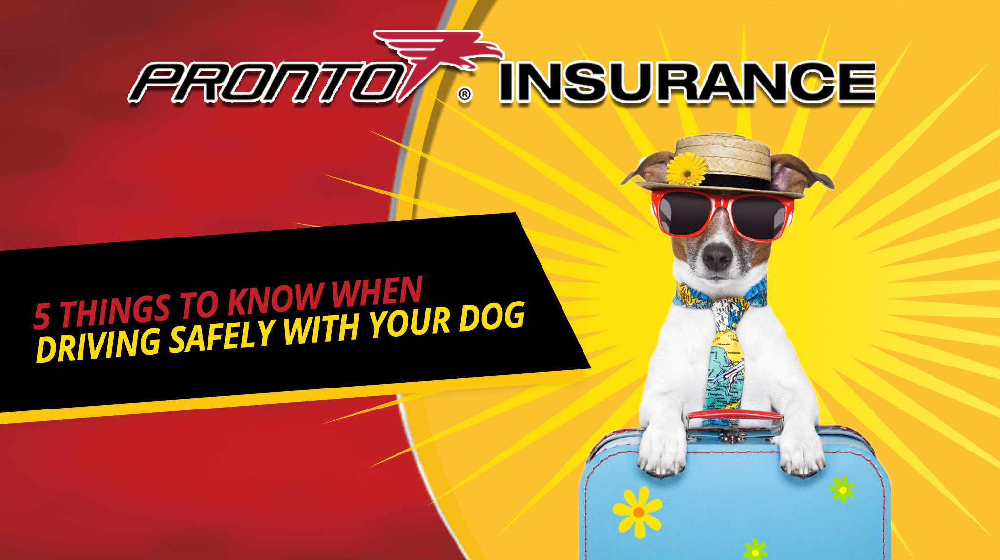 5 Things to Know When Driving Safely with Your Dog